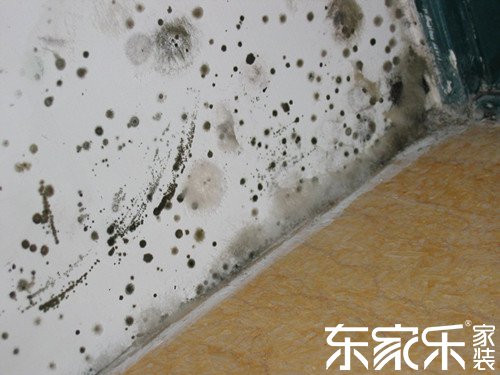 墻面為什么發霉?